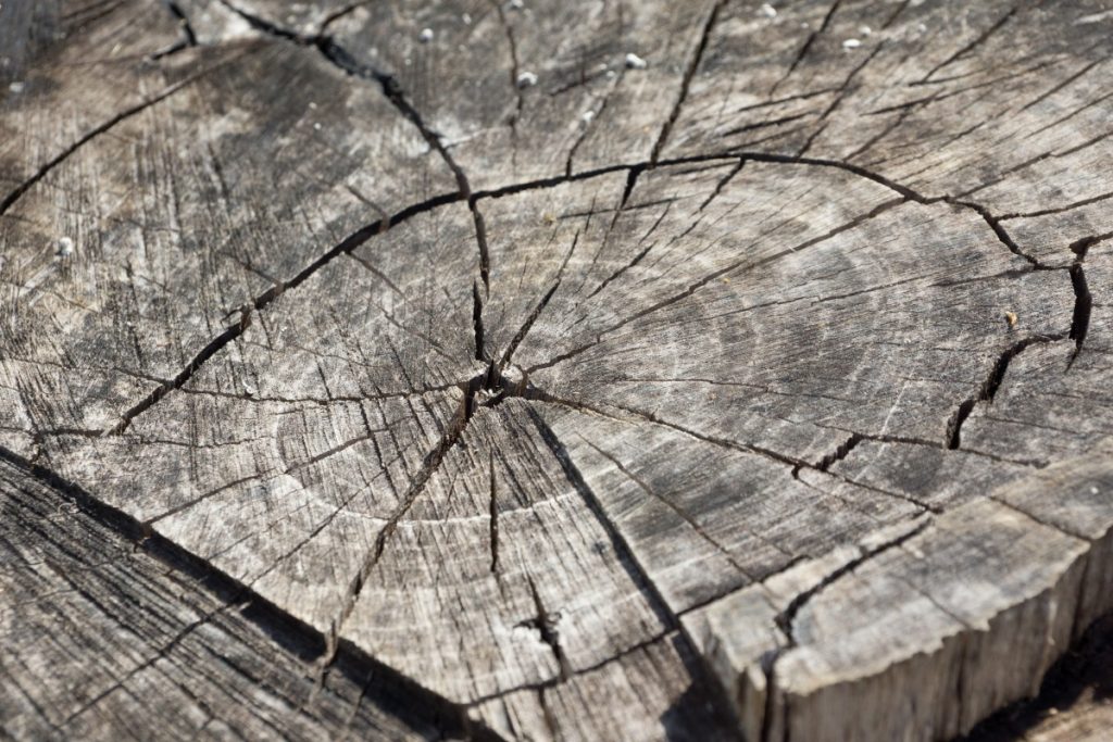 Tree, forest, branch, wood, grain, texture, leaf, trunk, old, dry, log, line, soil, cracked, tribe, geology, gnarled, tree stump, shape, annual rings, wooden disc, woody plant.