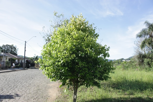 Tree Removal Sterling Heights, Business Overview