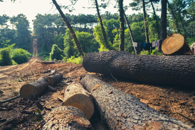 Tree Removal