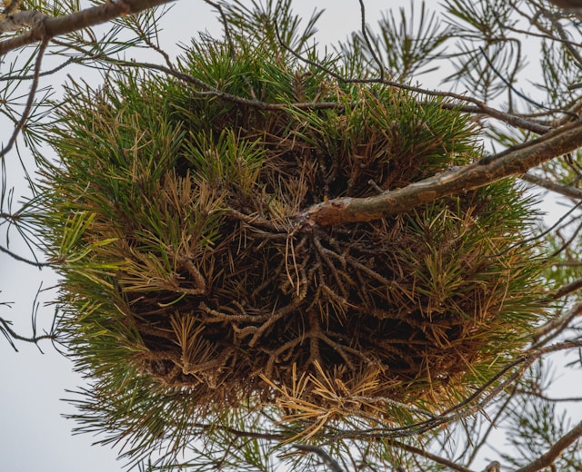 Top 7 Tree Diseases in Sterling Heights and How to Stop Them