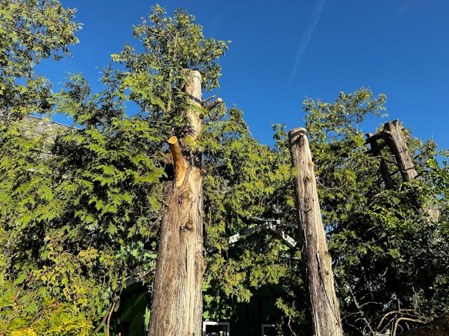 Avoid These 5 Tree Trimming Mistakes in Sterling Heights, MI