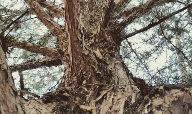 The Role of a Tree Doctor: How Sterling Heights Experts Save Trees Before Cutting Them Down