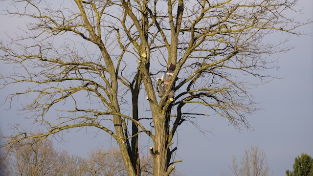 Comprehensive Tree Care Services by Tree Removal Sterling Heights: A Complete Guide