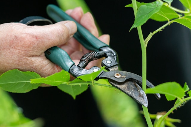 Why Structural Pruning Matters: Protecting Your Trees and Property in Sterling Heights