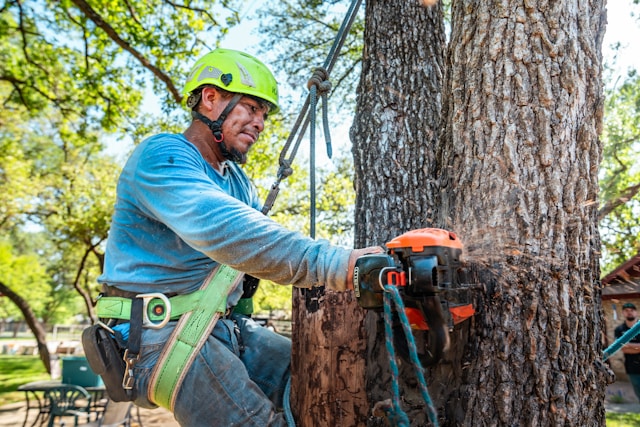 When Should You Remove a Tree? Warning Signs for Sterling Heights Homeowners