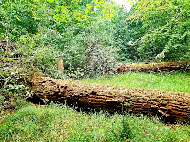 Top Signs You Need Professional Tree Removal Services in Sterling Heights, Michigan