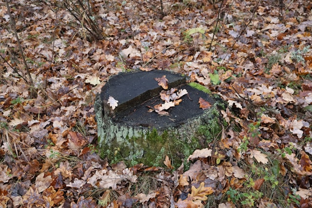 Stump Grinding in Sterling Heights: Why Removing Tree Stumps Improves Your Landscape