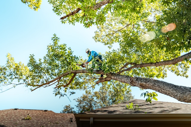 Tree Trimming Services in Sterling Heights: When to Prune for Health, Safety, and Curb Appeal