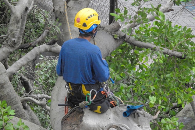 Tree Trimming & Stump Grinding: Essential Tree Care Services for Healthy Properties