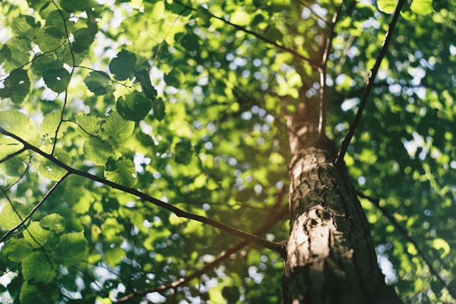 Tree Trimming in Metro Detroit: Protecting Property Value, Tree Health, and Safety