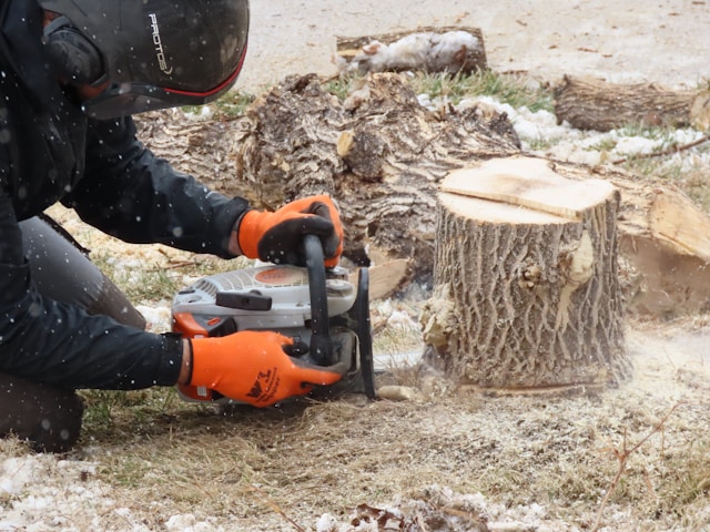 Complete Guide to Tree Removal in Sterling Heights, MI: Costs, Permits, Safety, and Best Practices