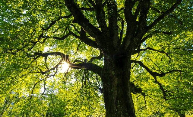 Tree Removal Vs Tree Trimming in Sterling Heights MI: Choosing the Right Tree Care Service