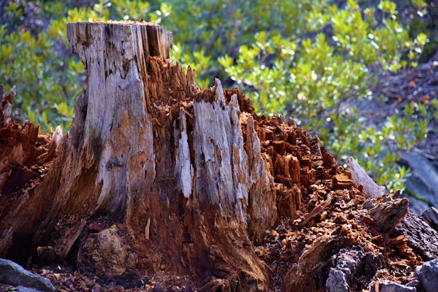 How Stump Grinding in Sterling Heights MI Improves Landscaping and Prevents Regrowth